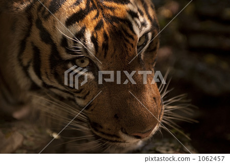 Sumatran tiger Sumatran tiger 1062457