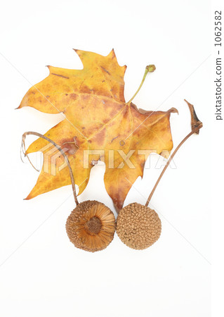 Fruits and leaves with yellow leaves 1062582