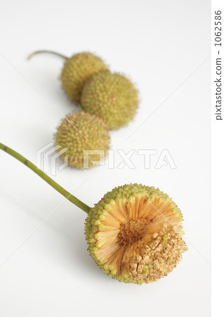 Fruit of Suzuki beetle Fruit of Suzuki beetle 1062586