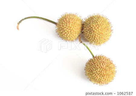 Three rows of Suzukake's fruit 1062587