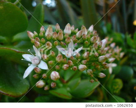 金樹 金樹 1062650