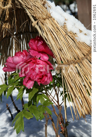 button, buttons, snowshed 1062691