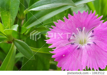 Nadeshiko花2 Nadeshiko花2 1063512