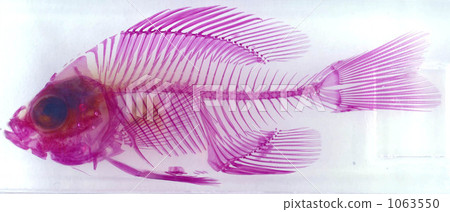 Transparent skeletal specimen of fish 1063550