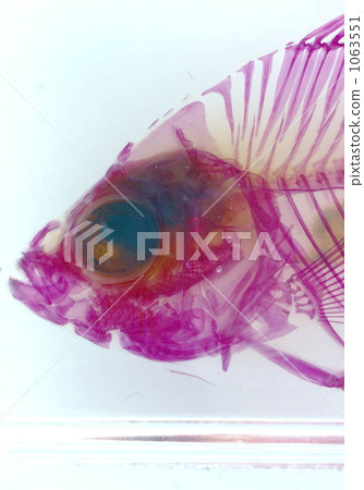 魚透明骨骼標本 1063551