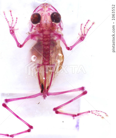 Transparent skeletal specimen of frog 1063552