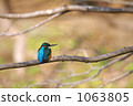 Kingfisher 1063805