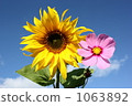 Sunflower and Cosmos 1063892