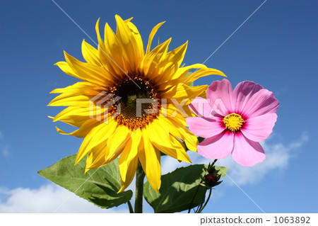 Sunflower and Cosmos Sunflower and Cosmos 1063892