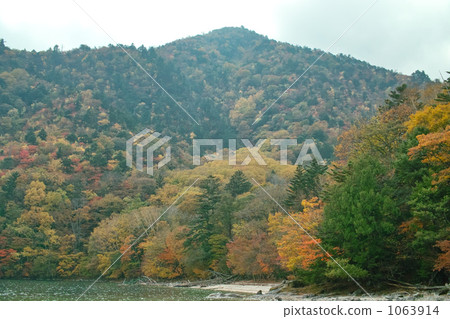 Autumn's Kuro Hinokadake 1063914