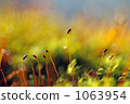 moss, autumn, autumnal 1063954