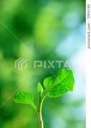 Young leaves of Hozuki Young leaves of Hozuki 1064160