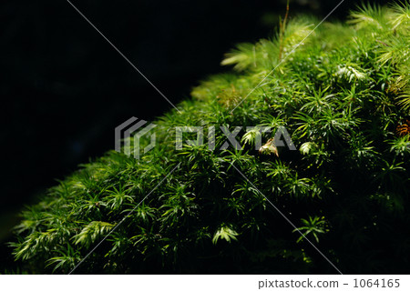 Various moss Various moss 1064165