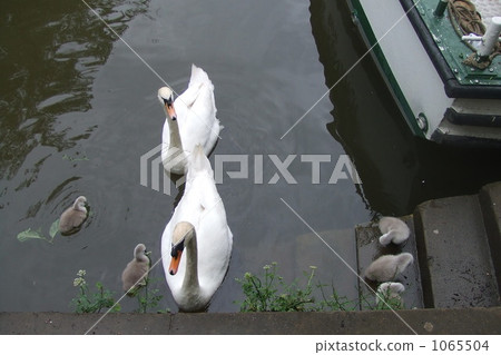Swan parent and child 1065504