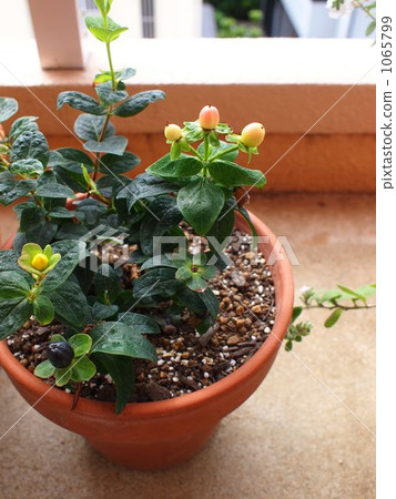 Hiperam Hiperam 1065799