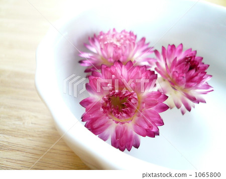 bloom, blossom, blossoms 1065800