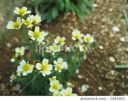 Winter Cosmos Winter Cosmos 1065801