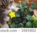 Flowers and cats 1065802