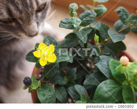 Flowers and cats 1065802