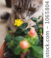 Flowers and cats 1065804