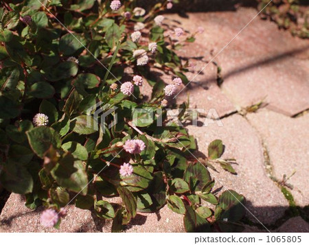 姬鶴蕎麥麵 1065805