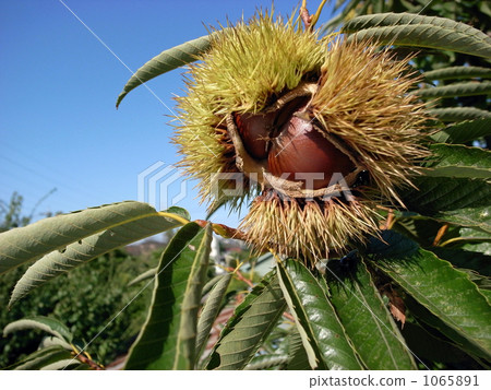 Chestnut Kami即將降臨 1065891
