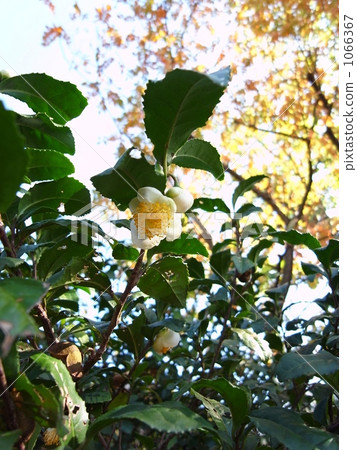 Tea flower blooming in medicinal botanical garden 1066367