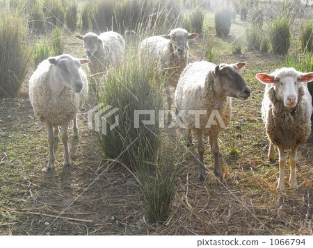 Sheep in the pasture 1066794