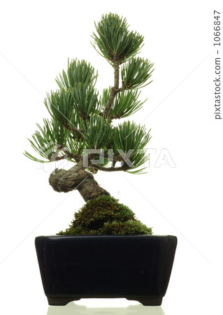 Bonsai of Gorya Matsu 1066847