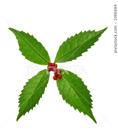 Sarcandra glabra 1066884