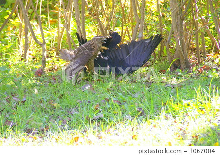 在廣瀨河畔狩獵ootaka 1067004