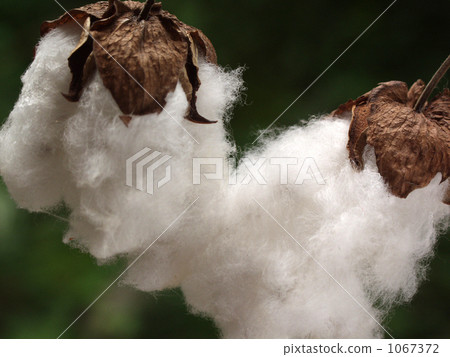蓬鬆的棉花種子 1067372