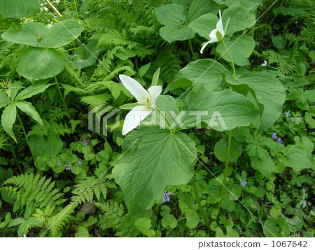 Ooba nano enlivis 1067642