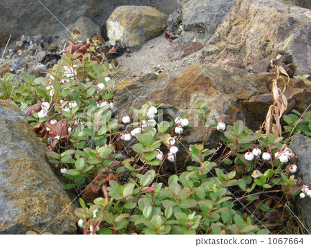 Shiratamane · · white fruit 1067664