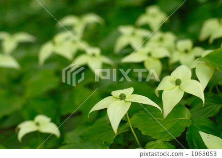 Pokeweed flower Pokeweed flower 1068053