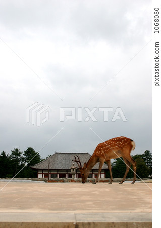 奈良公園的鹿 奈良公園的鹿 1068080