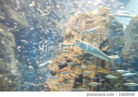 一組沙丁魚 一組沙丁魚 1068096