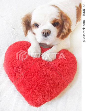 騎士 騎士 1068188