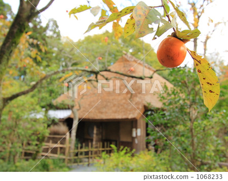 Sagano沖繩島的秋天 1068233