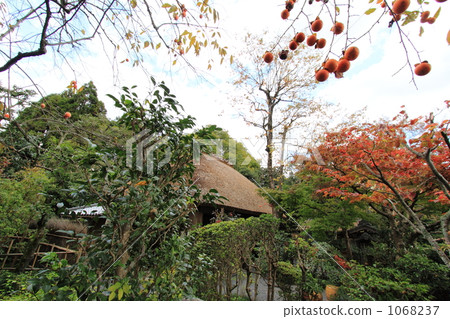 Autumn of Sagano Okinawa 1068237