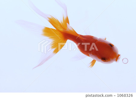 Ranchu 003 Ranchu 003 1068326
