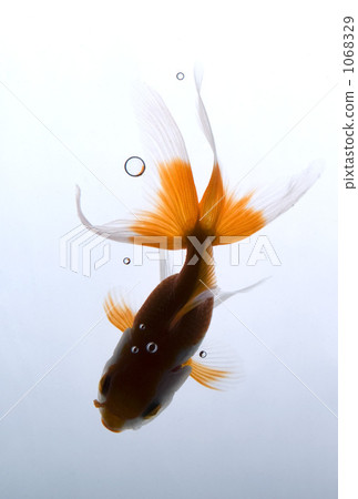 Ranchu 004 1068329