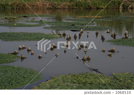 prickly water lilly, fukushima lagoon, niigata 1068510