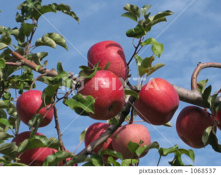 Bright autumn fruit Bright autumn fruit 1068537