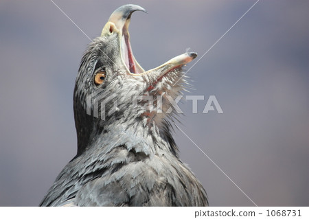 Eagle 1068731