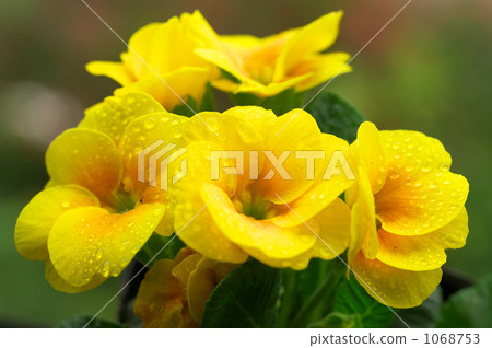 報春花朱利安與雨 報春花朱利安與雨 1068753