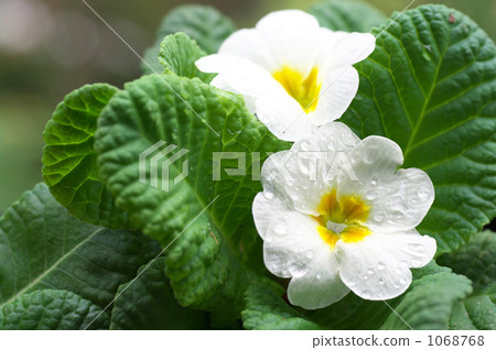 Primula Julien with the rain Primula Julien with the rain 1068768