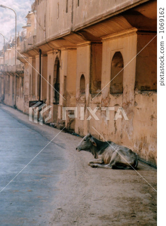 Cattle in the streets of Rajasthan province 1069162