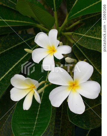 White plumeria White plumeria 1069166