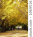 Ginkgo bunches 1069516